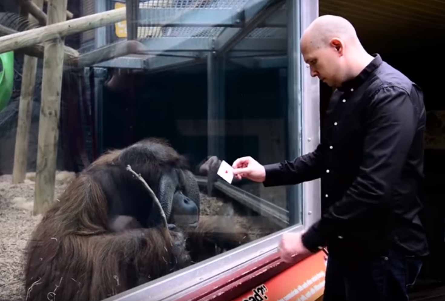 Orangutan's Amazing Reaction To An Amazing Magic Trick