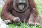 Orangutan Saves Bird