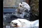 Otters Bathing