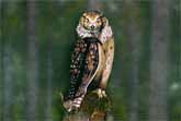 Owl - Bodypainting Illusion by Johannes Stötter
