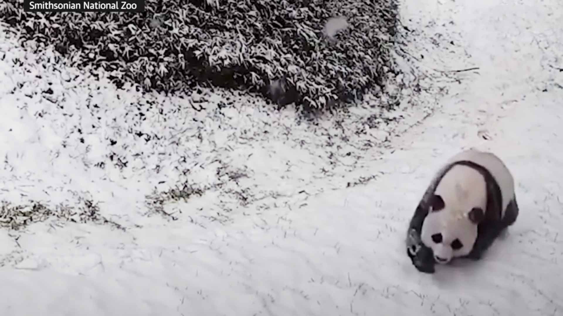 Panda Playing In The Snow
