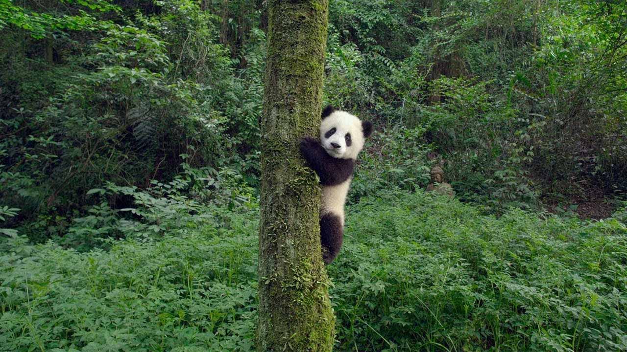 Pandas Imax Documentary Pandas Imax Documentary