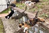 Parkour Cats