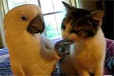 Parrot & Cat