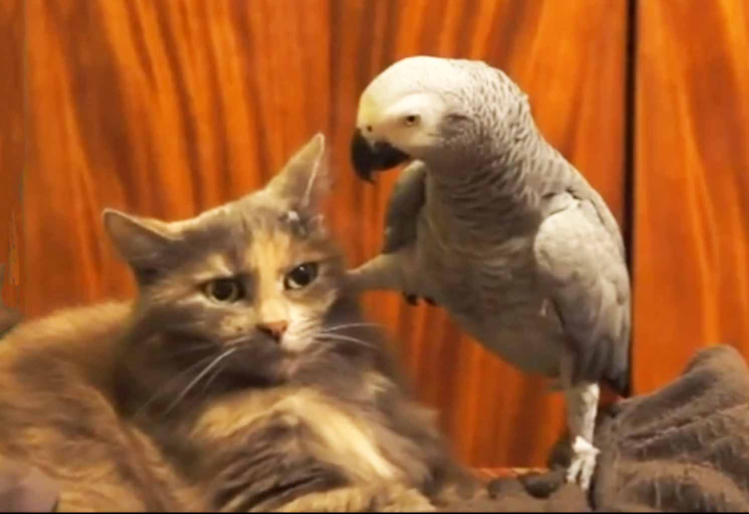 Parrots Annoying Cats Compilation