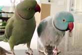 Parrots Incredibly Talk To Each Other Like Humans