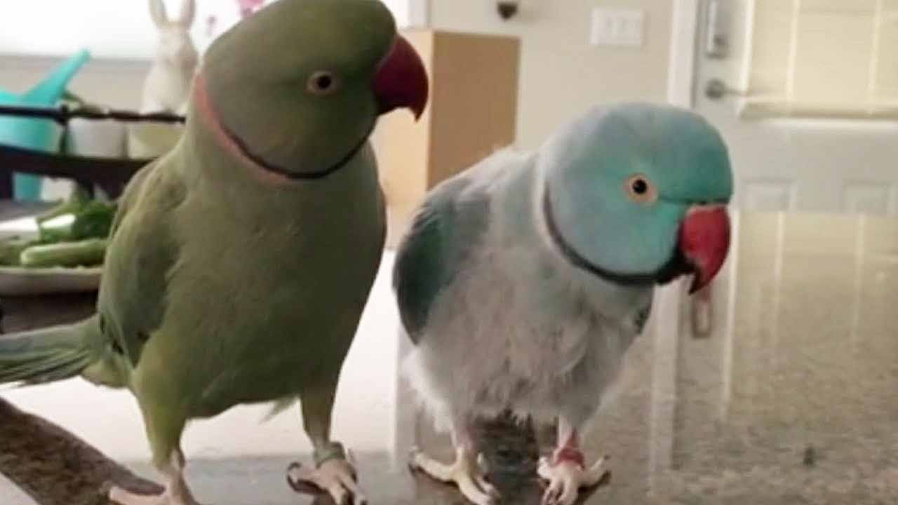do parrots talk to each other