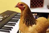 Patriotic Chicken Plays 'America the Beautiful' On The Piano
