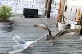 Pelican vs Seagull - Fish Battle