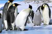 Penguin Bloopers