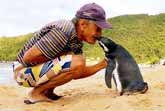 Penguin Swims 5000 Miles Every Year To Visit The Man Who Saved Him