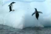 Penguins vs. Iceberg