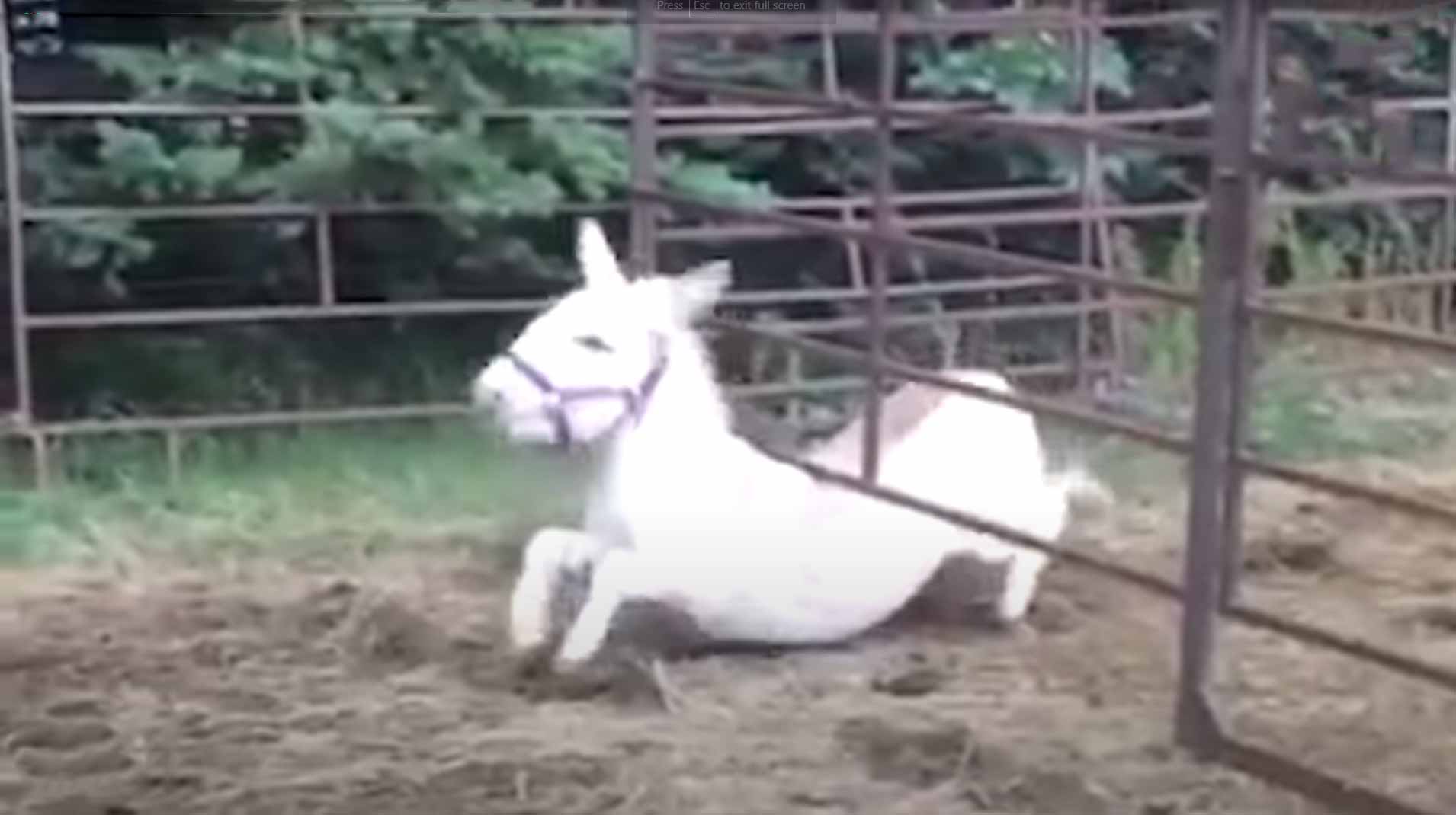 Pet Escape Artists - Funny Pet Video Compilation Pet Escape Artists - Funny Pet Video Compilation