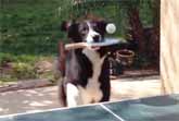Ping Pong Champion Dog