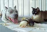 Pitbull, Cat And Chicks Are Best Friends