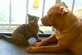 Pit Bull and Kitty in Love