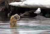 Polar Bear Does Handstand