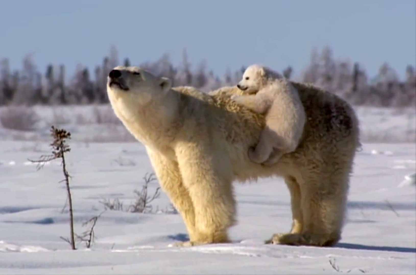 Polar Bear Love