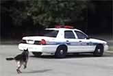 Police Dog Opens And Closes The Door To Get In The Car