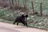 Ponies Protect French Couple From Wild Boar