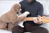 Poodle Dog Playing Guitar