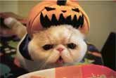 Pumpkin Vampire Kitty
