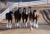 'Puppy Love' Budweiser Super Bowl 2014 Ad