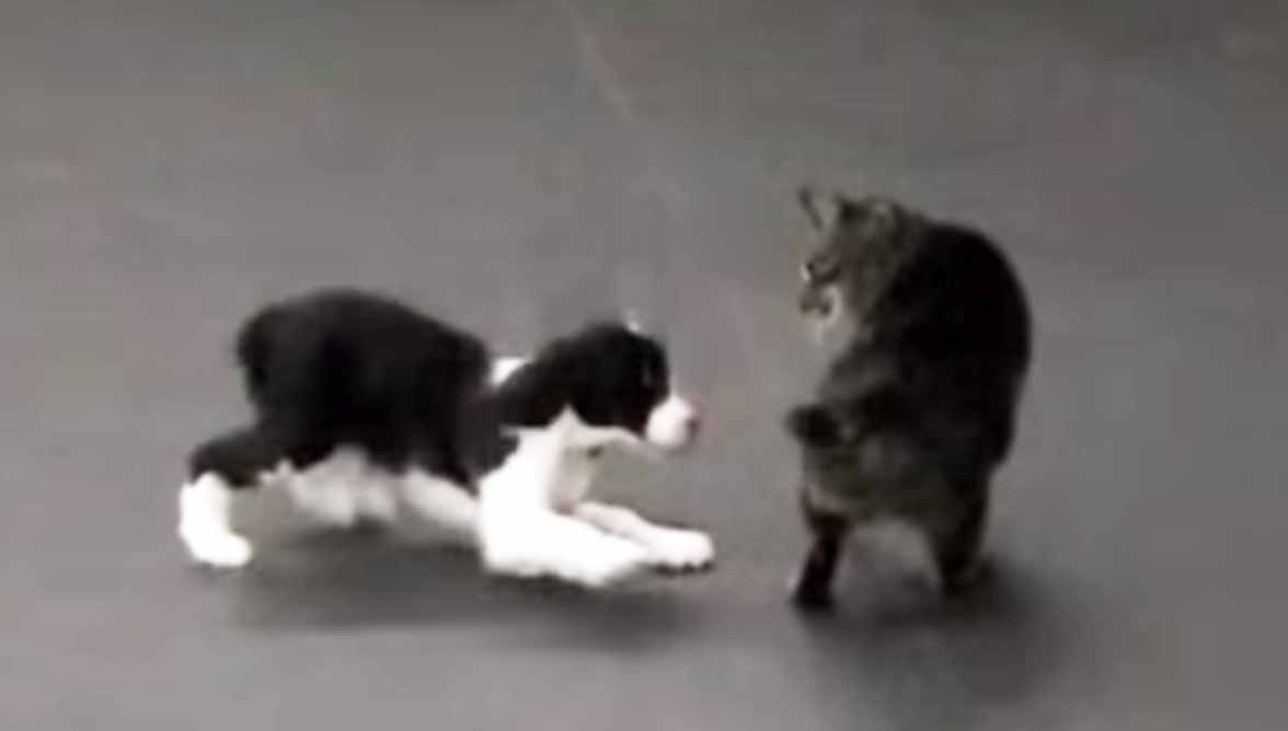 Puppy Vs Cat