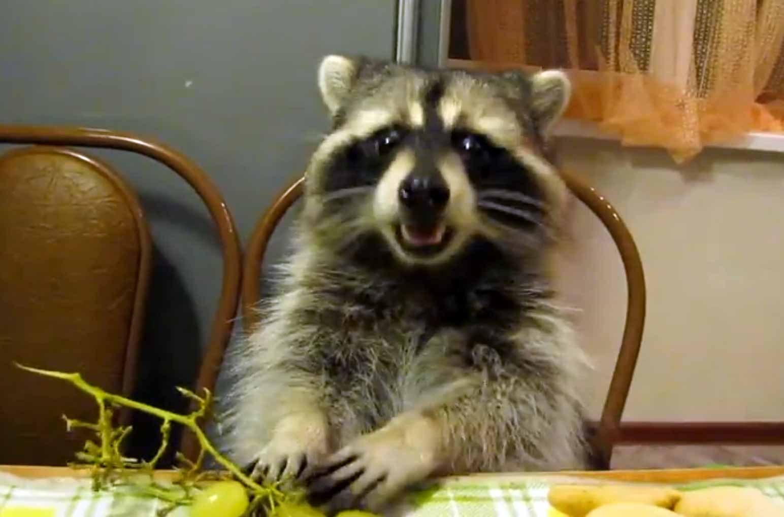 Raccoon Eats Grapes