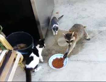 Raccoon Steals Cats' Food And Makes A Great Escape