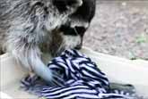 Raccoons Do The Laundry