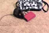 Rat Stealing Money From A Women's Purse