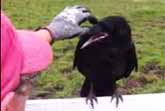 Raven Asks Humans For Help
