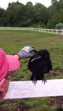 Raven Asks Humans For Help