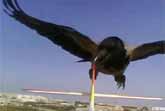 Raven vs RC Plane