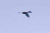 R/C Ornithopter