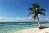 Relaxing 3 Hour Video of A Tropical Beach with Blue Sky White Sand and Palm Tree