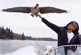 Rescued Goose Refuses To Leave The Guy Who Saved Her Life