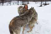Reunion Between A Woman And The Wolves