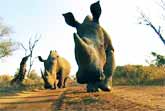 Rhino vs Camera