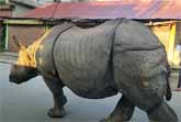 Rhino Wanders Through Village In Nepal