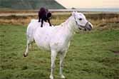 Rodeo Goat Rides Horse