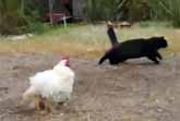 Rooster Chases Cat