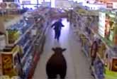 Bull in Supermarket