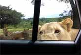 Safari Surprise - Lion Opens Car Door