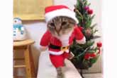 Santa Cat