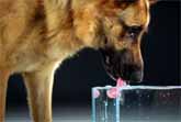 Secret Life Of Dogs: Drinking Water In Ultra Slow Motion