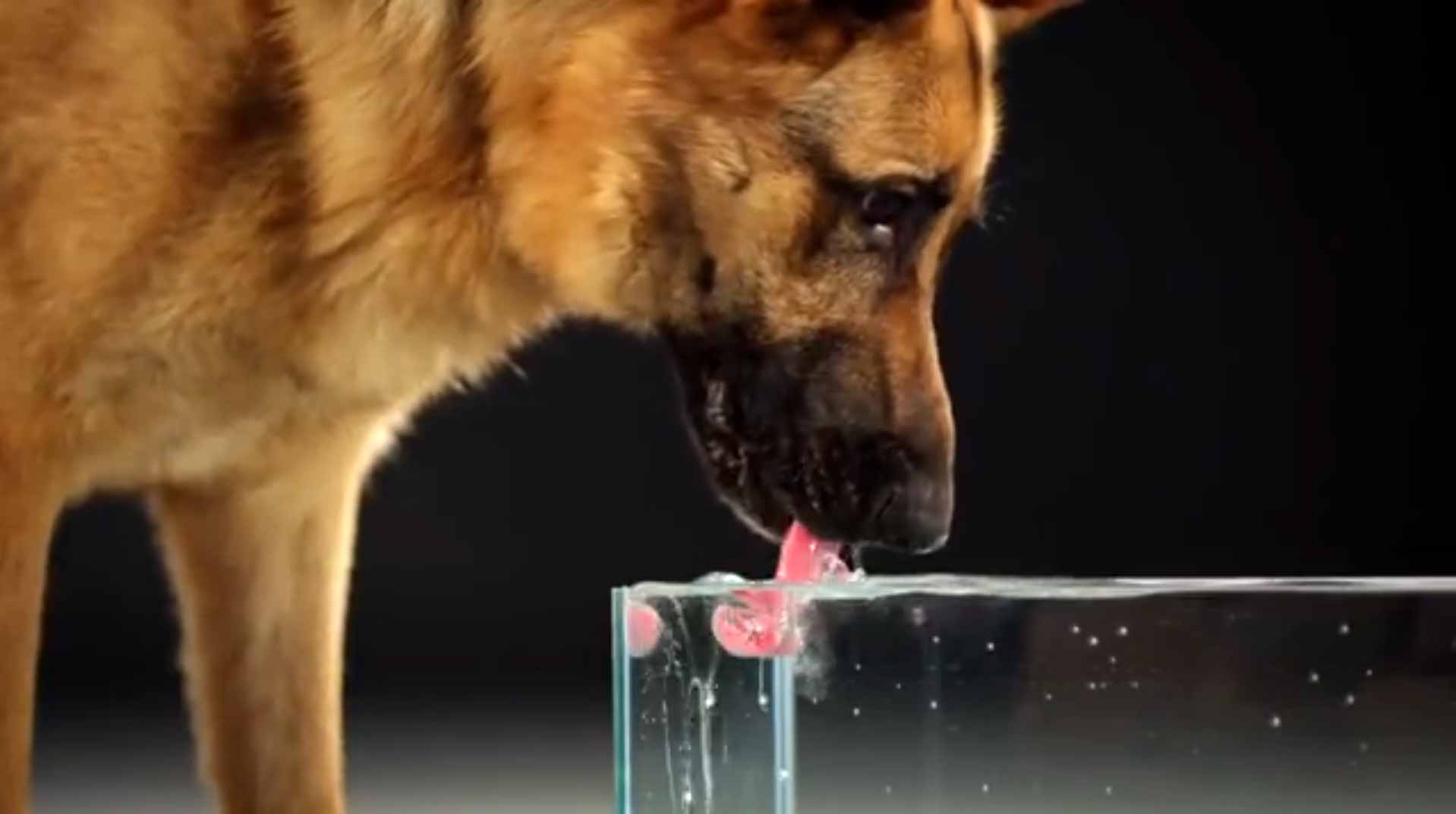 Как пьет собака замедленная. Собака пьет. Собаки в замедленной съемке. Собака пьет воду. Собака лакает воду.