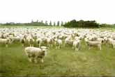 Sheep Protest Rally in New Zealand