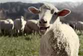 Sheep Sing Queen's 'Somebody to Love' in Honda's Super Bowl 2016 Ad